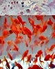 آنچه باید در مورد ماهی قرمز بدانیم