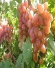 ۷۵۰۰ اصله نهال انگور دیم در شهرستان بن توزیع شد