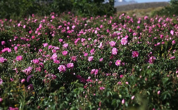 کشت گل محمدی  در اراضی البرز