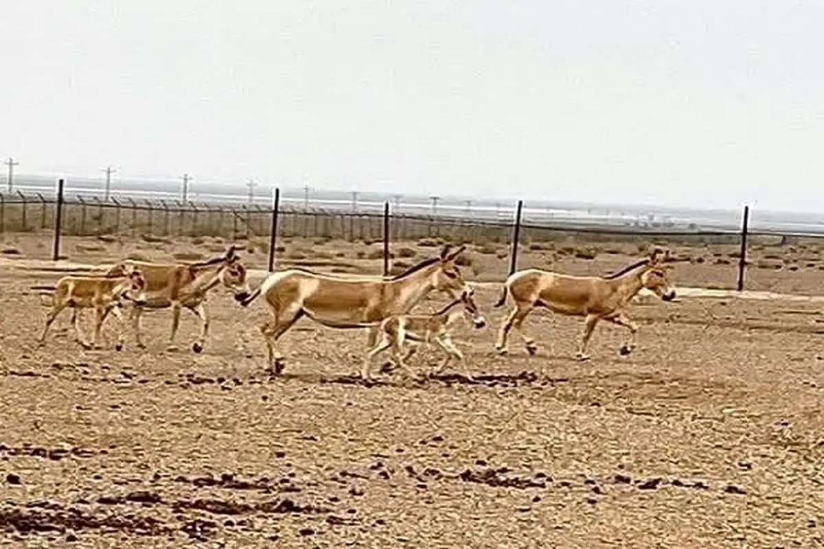 بازگشت بیش از ۳۰ رأس گورخر ایرانی به زیستگاه‌های طبیعی