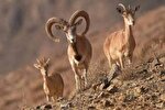 قوچ و میش‌های چهارمحال و بختیاری زیر ذره‌بین آمار