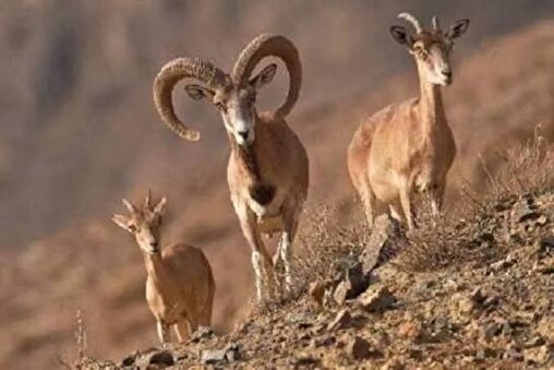 قوچ و میش‌های چهارمحال و بختیاری زیر ذره‌بین آمار