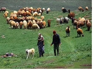 بی‌توجهی به روستاییان باعث شده است واردکننده گوشت شویم