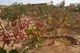 پسته ایرانی در ازبکستان؟/ خیانت زیر پرچم همکاری